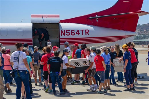 Wings of Rescue Saves Animals from Natural Disasters and High-Intake Shelters