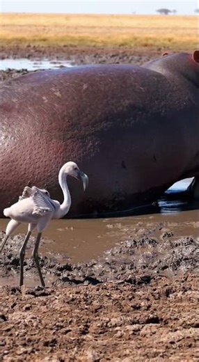 🦩 Shocking! Ultimate Hippo STEP on Hidden Flamingo NOW! #Hippo #Ultimate #Shocking #Hidden