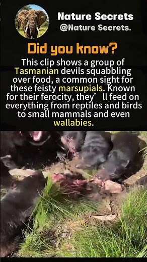 Tasmanian devils fight over food, making loud, crazy noises.#animalfacts #wildlife
