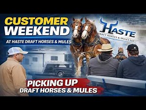 🔥 Nobody Shows This Part of Buying Draft Horse and Mule Teams...