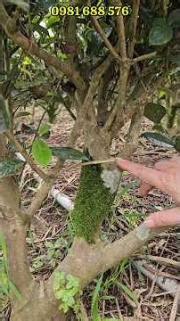 Các bác có biết Y Áo của cây chè là gì không? #tràtháinguyên