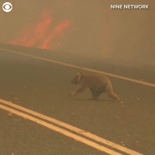A woman rescued a koala caught in the middle of a fire in New South Wales, Australia on Tuesday. The woman took off her top and used the shirt to wrap the badly burned animal. She also offered it water from a bottle. The woman said she was going to bring the koala to a hospital. | CBS Newspath