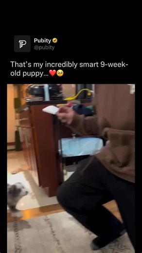 Pubity on Instagram: "🐶 At just nine weeks old, little Willow is already stealing hearts by following instructions like a pro. Those tiny paws, focused eyes, and eager wiggles show how quickly trust and learning can bloom with patience and love. Every successful command feels like a proud milestone, proving that even the smallest pups are capable of big achievements. Moments like these remind us that training isn’t just about skills — it’s about bonding, encouragement, and growing together. Via