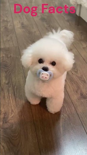 Double the Cuteness Puppy with Pacifier An Adorable Combination!