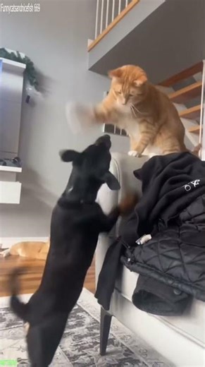 Funniest Cat 🐱 Kitten meowing 🐱 # Part 5958