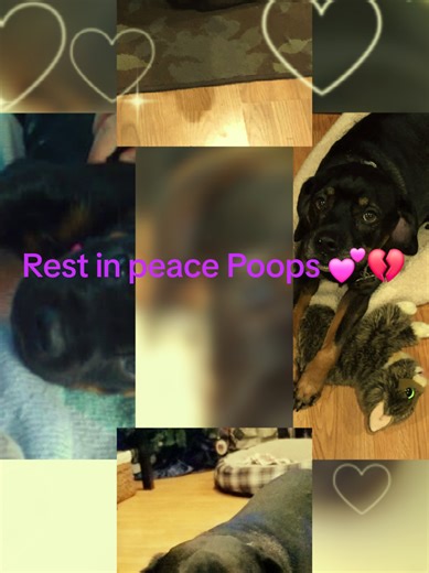 R.I.P Poops 💔@BrianB @mady