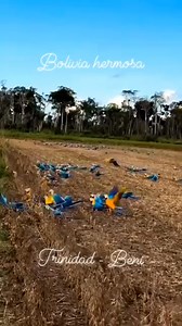 las maravillas de las parabas en el beni Bolivia flora y fauna maravillas del nuestra tierra #chiletemporeros #temporeroschile #bolivianosenchile #santiagodechile #surdechile #temporeros #cerezas | Bolivianos en chile
