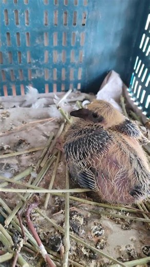 #kabootar breeding and care #9