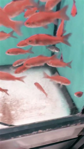 Petco fish