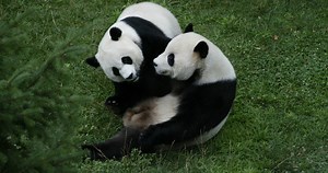 🐼❤️ Millions have connected with and grown up loving Mei Xiang, Tian Tian and their cubs by visiting us in Washington, D.C., and watching our Giant Panda Cam. Caring for one animal and its future is the beginning of caring more deeply for the natural world and our place in it. Although this farewell is bittersweet, we must celebrate these bears and their impact on our understanding, care and conservation of giant pandas. . . . #PandaStory Smithsonian | Smithsonian’s National Zoo and Conservatio