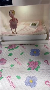 Orbital encapsulation carpet cleaner with VLM , OP carpet cleaning machines