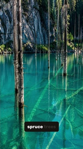 The Lake With a Forest Underwater