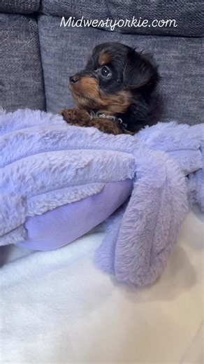 Cindy Allen on Instagram: "What does a Yorkiepoo puppy look like?"
