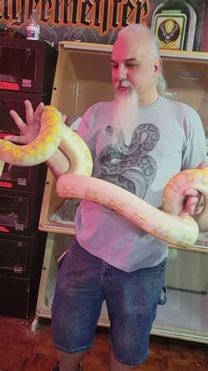 How BIG does a super dwarf retic get???