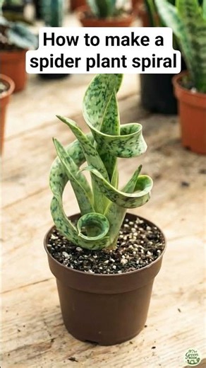 How to make spiral snake plant #gardeningtipsgardening #plants #reels #houseplants