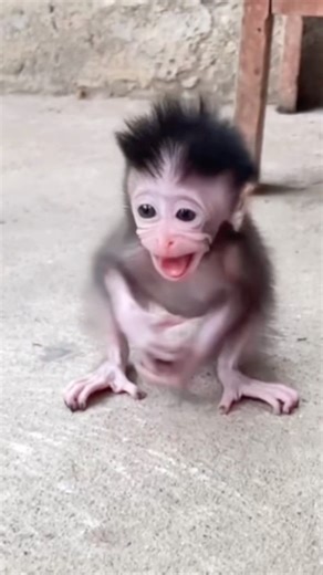 “Ant Bit Her Finger — Baby Yumi’s Cry Will Melt Your Heart 😭🐒💔”