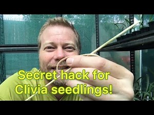Secret hack for Clivia seedlings!