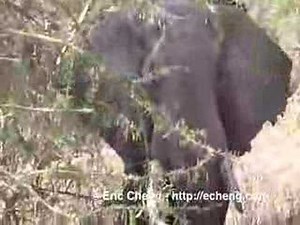Elephant Fart, Lake Manyara National Park, Tanzania