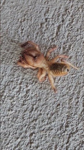 Camel Spider Encounter! Fast, Fierce, and Fascinating! 🕷️🔥