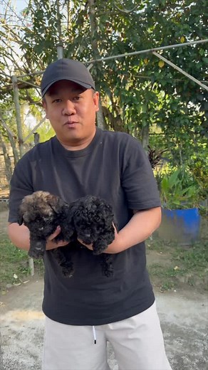 Supero Dog Farm on TikTok