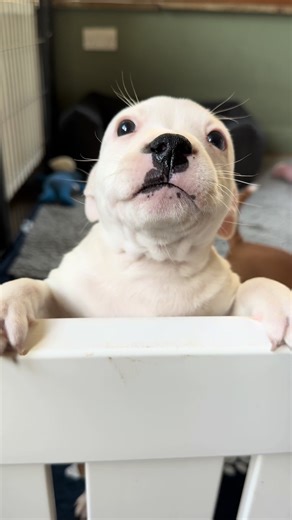 Celebrating a Year with the Wolfpack: Happy New Year from Us!