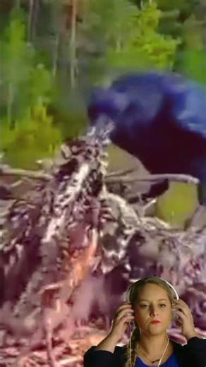 crows attack baby eagles