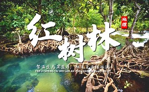 课前3分钟，地理不用愁——红树林【看纪录片学地理】