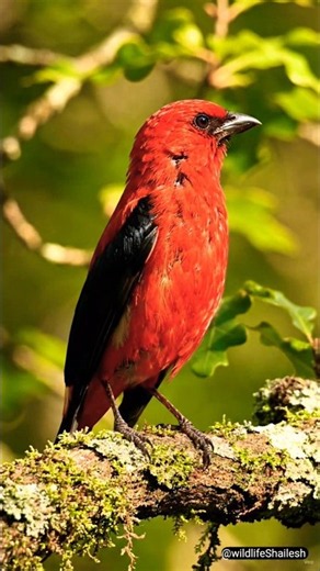 From Egg to Crimson Flame — Scarlet Tanager's nest building #shorts #viralbird #redbird #wildlife
