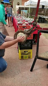 sorry I got a little excited in this video opening up geode, this is a Fabulous Keokuk Geode site find from my farm in Missouri. Opened up @ the Victor CO. on father's day @ the gold n mineral show. Massive Rare brown calcite combo. please be patient with us on answering messages & comments were having a hard time keeping up but that's a good thing. yes we sell the geodes unopened from this layer of the earth. we can Not guarantee they will ever look this good. PM us about availability ok. my Wi