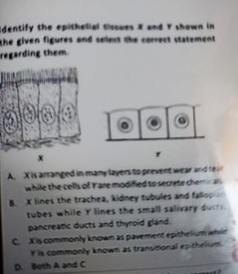dentify the epitheligh siepus F and F shown in the given figure... | Filo