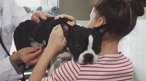 New veterinary assistant academy offers training and importance of self-care: Ready Pet GO!