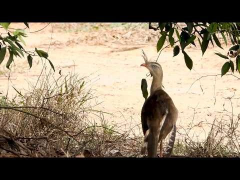 Seriema: Mormaço! Sol escaldante! (Cariama cristata), Red-legged Seriema, Sariema, Ave do Cerrado!