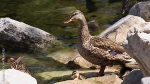 Mother duck with lots of newborn baby ducklings swimming in a pond as chicks are full of energy.