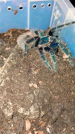 Lasiodora parahybana #tarantula #nature #video #all #shortsvideo