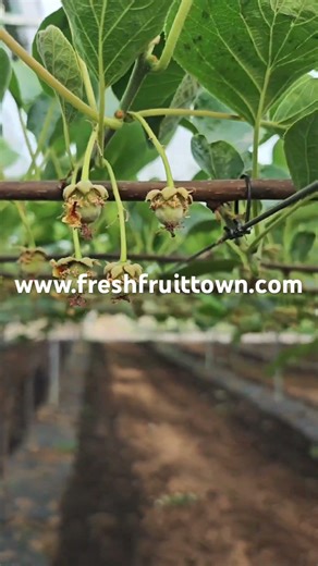 Fresh Kiwi Fruit from Shaanxi, China | Xi’an Fruit Town Trading Co., LTD 🍃