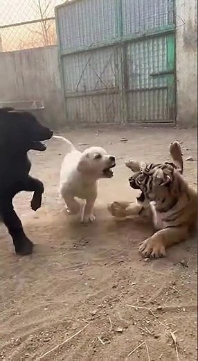 Black Labrador puppy and white fight with Tiger Cub 😱😳 #angrytiger