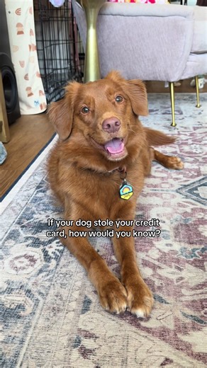 How to Spot When Your Dog Has Your Credit Card
