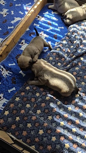 The puppies are 2 weeks old and doing great! They are walking around, eyes open, starting to play! Right on time 😄 Piper x Whopper | Pug Hub PugBabies