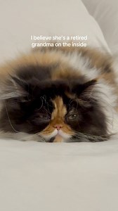 my little old lady #cat #kitten #persiancat | Carrot & Chopper Daily
