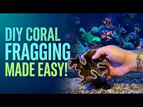 Beginner’s Guide: How I Frag a Toadstool Leather Coral