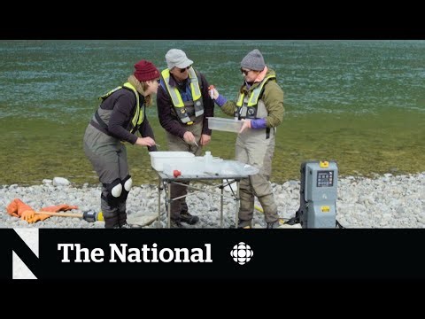 Reclaiming B.C.'s waterways from mining pollution