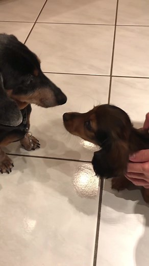Meet Delilah: Oakley's New Baby Sister!