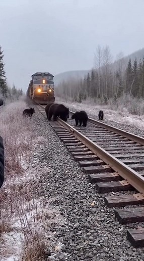 1.6K views | 1 A pack of bears risked their lives to stop a large train. | Choosen Generation | Facebook