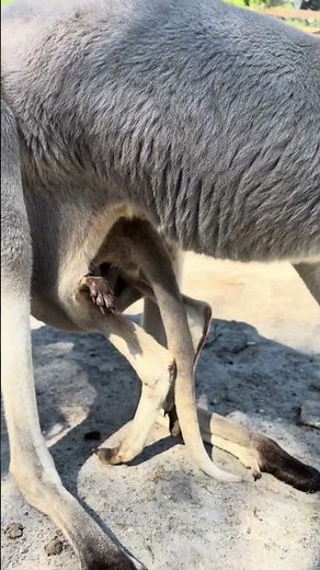 Watch This Baby Joey Hop Back Into It's Pouch