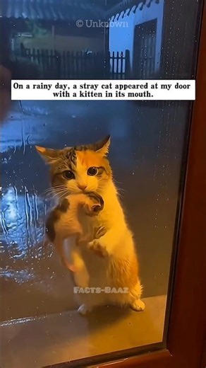 Cute Kitten 🐈 Looks Like Shadow Of His Mom. 🐾😍