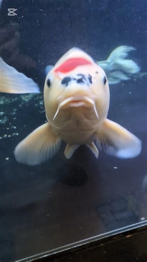 何か言いたそうな錦鯉 😅#水槽部屋 #koi