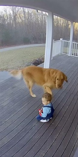 Dog Surprises Baby With a Big Hug!