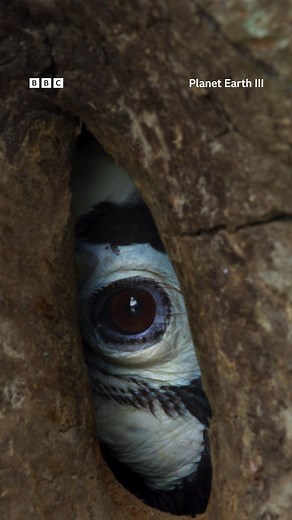 86K views · 847 reactions | 17 years. 7 continents. 3 epic series. Join Sir David Attenborough on an incredible journey through the ever-changing habitats of our world in Planet Earth III. Watch #PlanetEarth3 on #iPlayer from Sunday 22 October | BBC One | Facebook