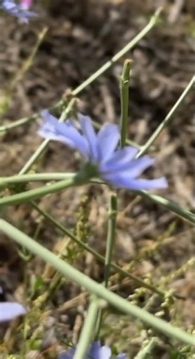 "Relaxing Nature Moment – Ladybug on a Flower” Nature moment with a beautiful ladybug.