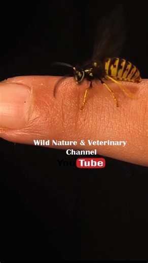 Yellow Jacket Wasp Rests Peacefully on Girl’s Finger — Trust Between Human and Insect